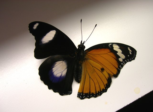 Hypolimnas misippus (bilateral gynandromorph, live) (Internet Image property of respective owner, non-commercial use only)